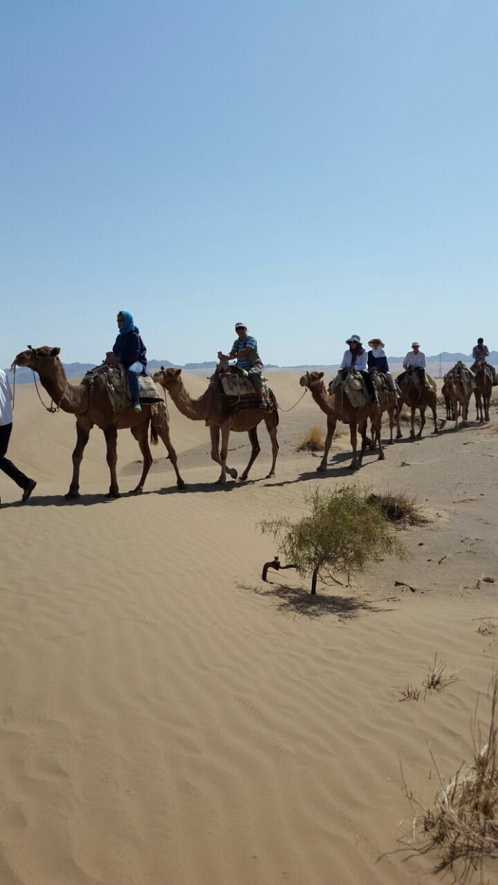 کاروان شتر هنگام غروب